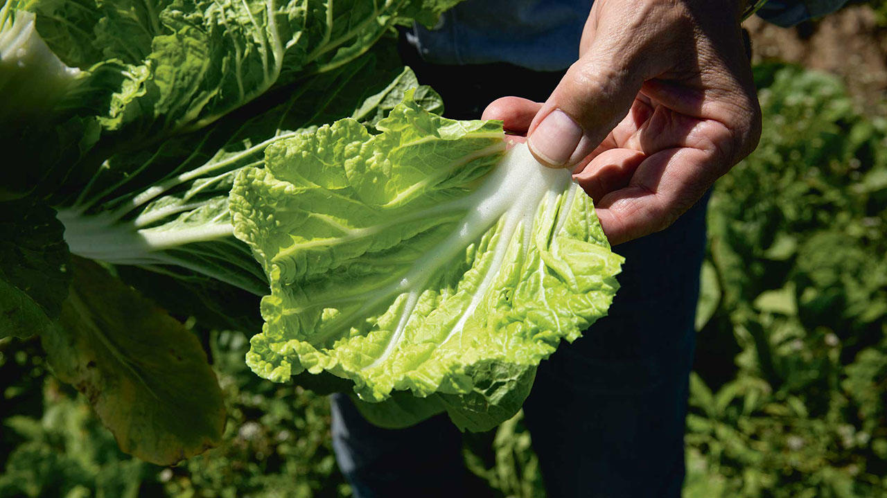 Hånd med salatblad