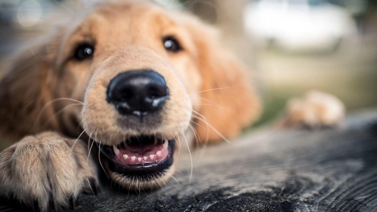 9 ting du være opmærksom på hos din hundehvalp | Samvirke