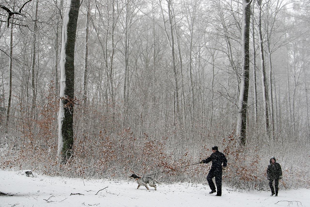 Sne i skoven i Danmark. Mand lufter hund på skovtur