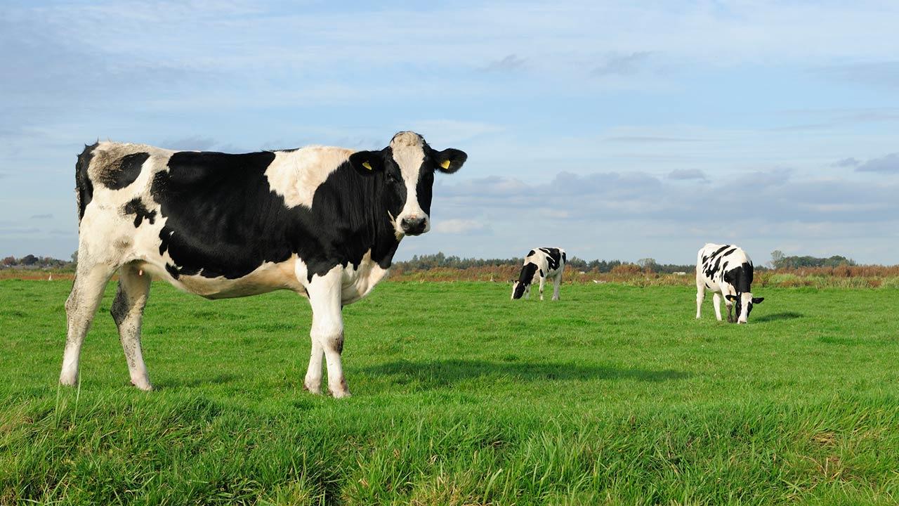 En sortbroget malkeko står på en mark. Kødet fra malkekvæg anses for mere klimavenligt en kød fra kødkvæg.