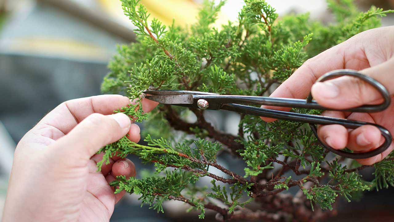 Hånd beskærer bonsaitræ med saks