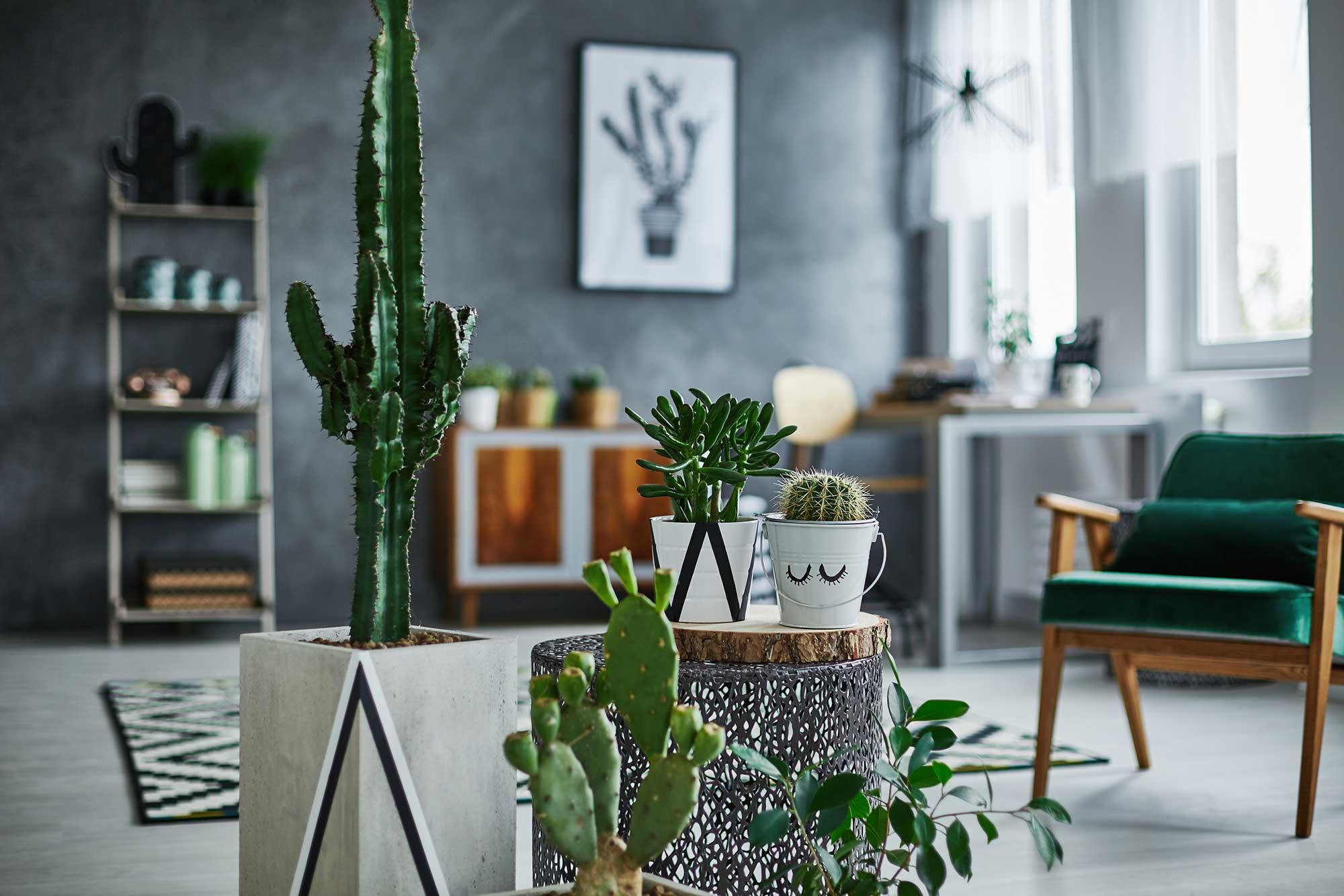 Kaktusser i stue