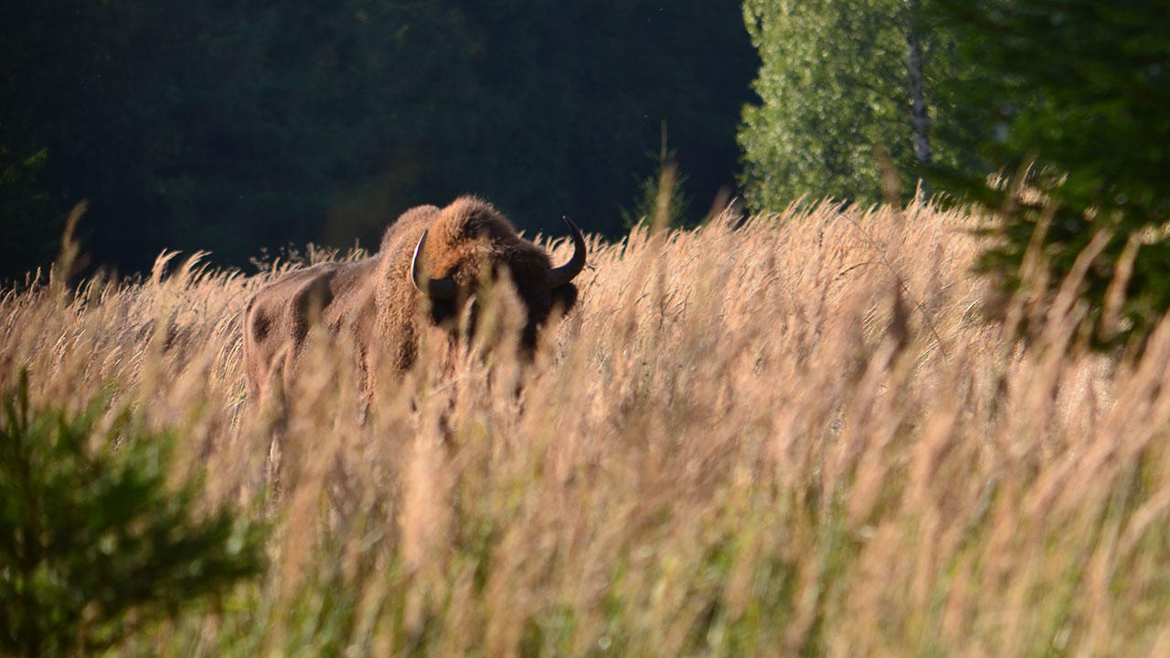Bison i græsset i skoven Almindingen på Bornholm