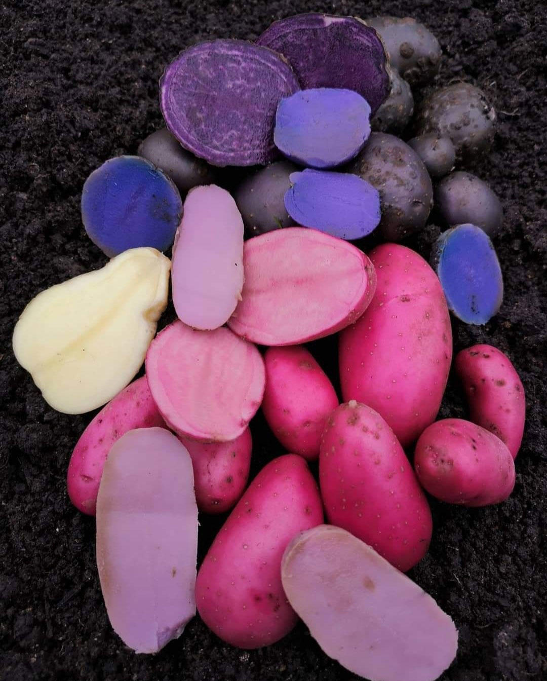 Farvede kartofler - pink emmalie, blaa anneliese