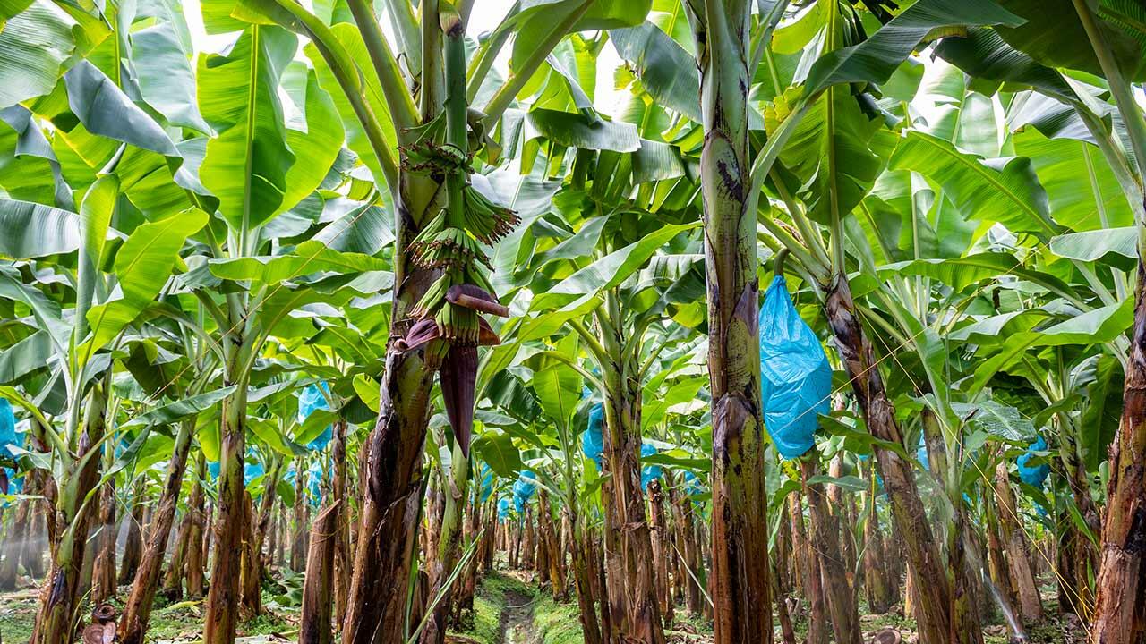Bananplanter i Columbia