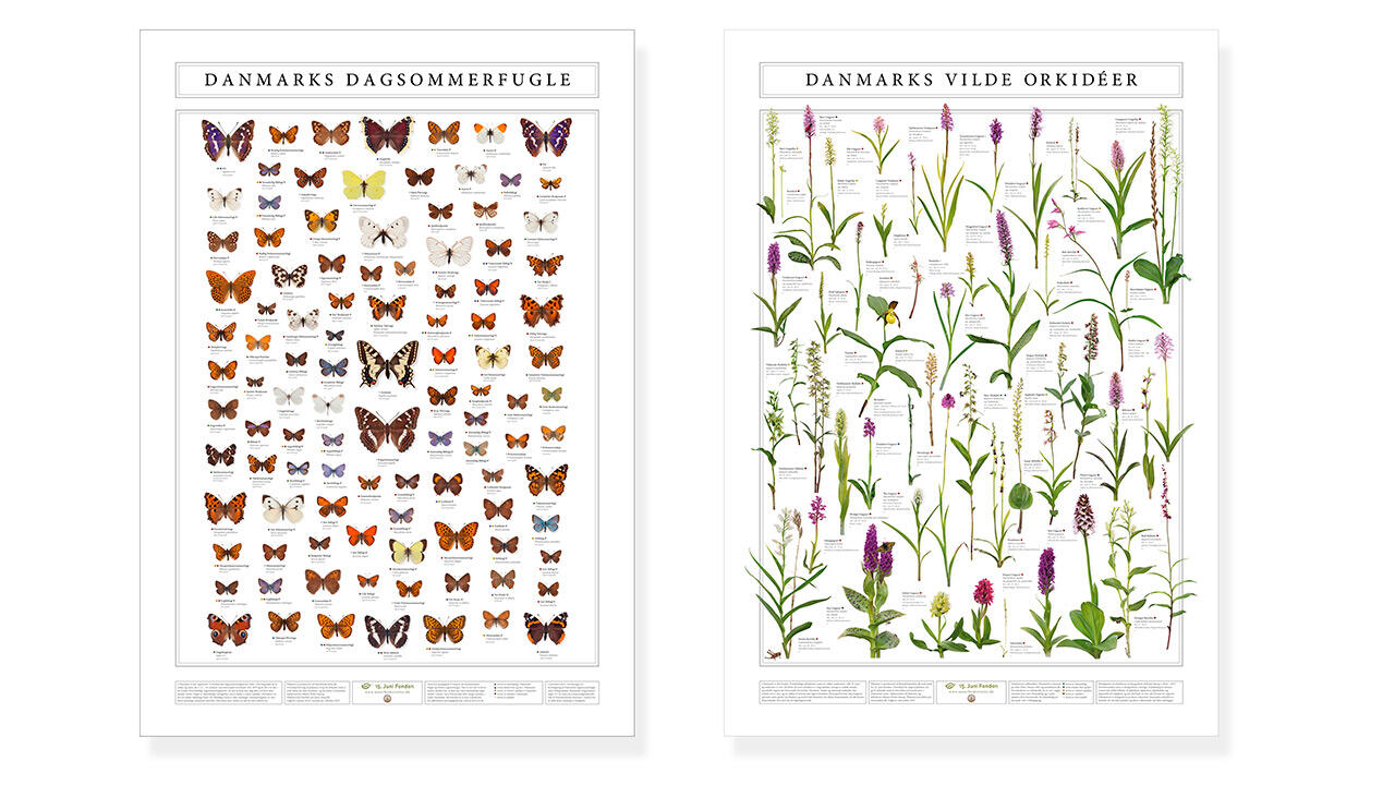 Biodiversitetsquiz - vind plakater med dagsommerfugle vilde orkideer | Samvirke