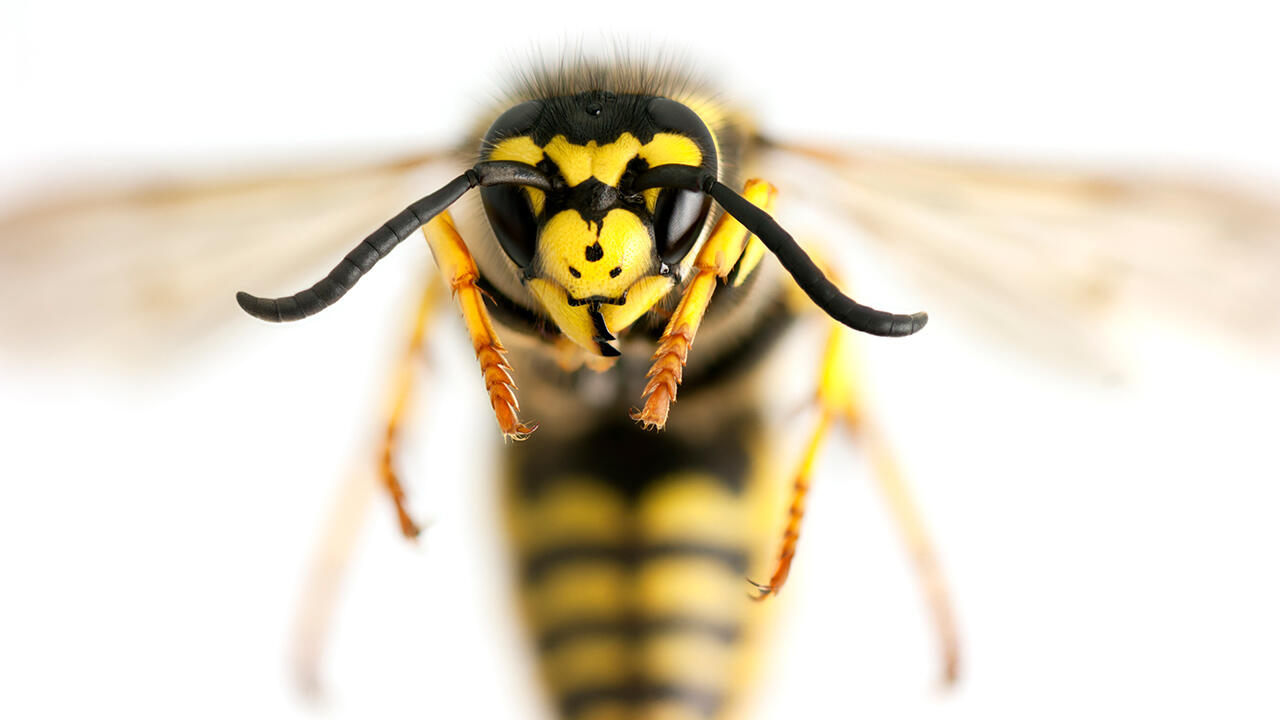Plage eller hjælp i haven har du misforstået hvepsen? | Samvirke