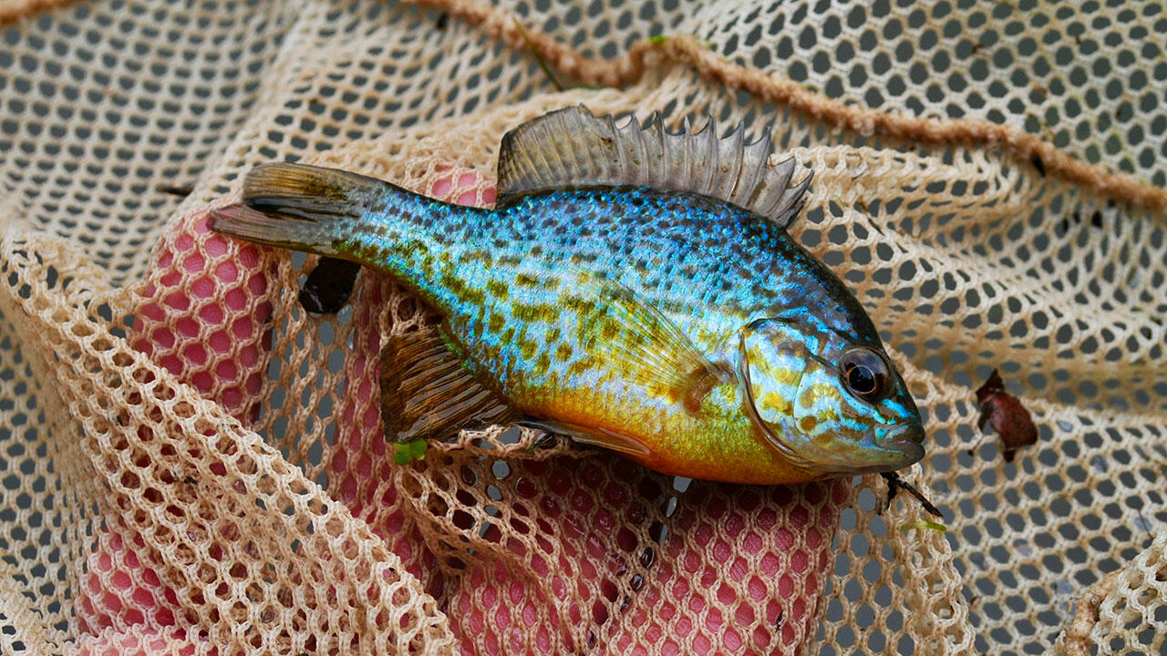 Miljøstyrelsen overvåger 200 dyr og planter, der kan blive invasive Samvirke