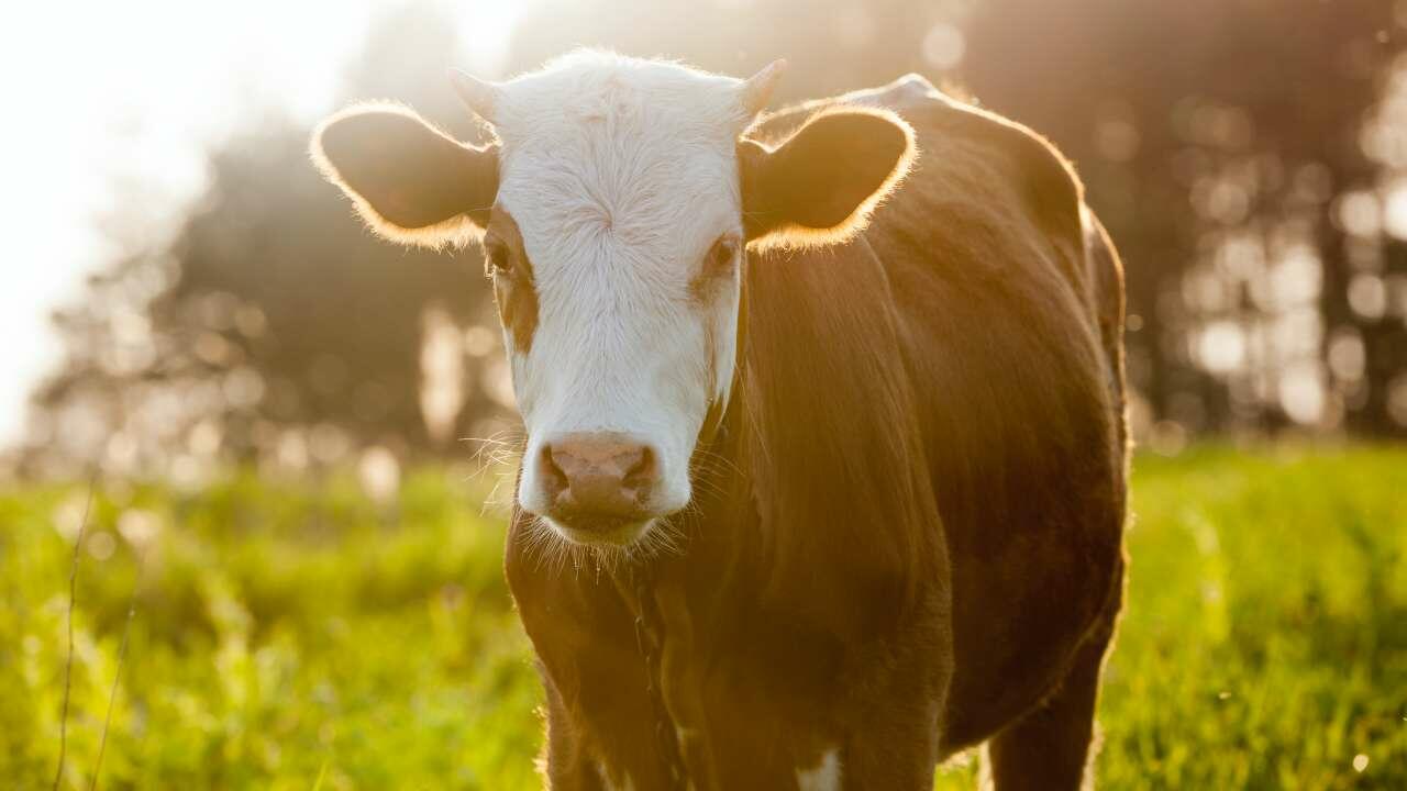 Ko står på mark i skumring
