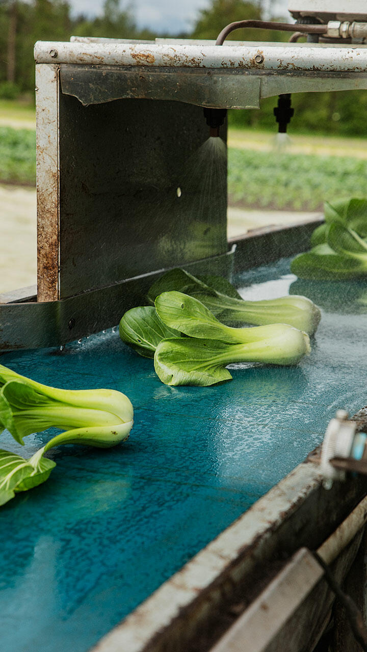 Pak choi bliver vasket på båndet i marken