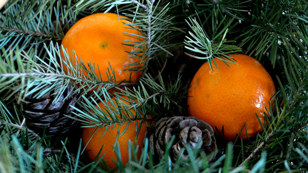 appelsiner gemmer sig i grengrene