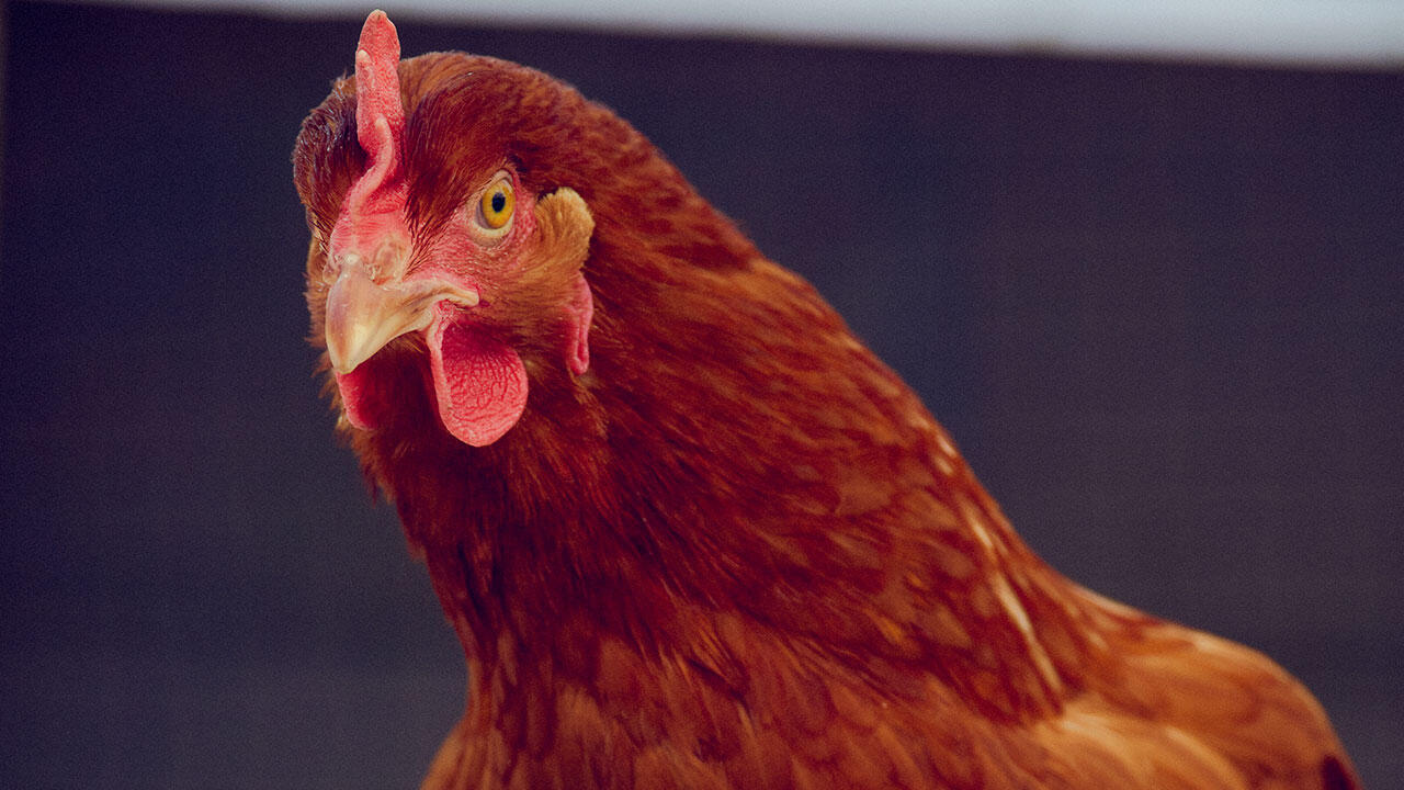 Høne fra Brønshøj 