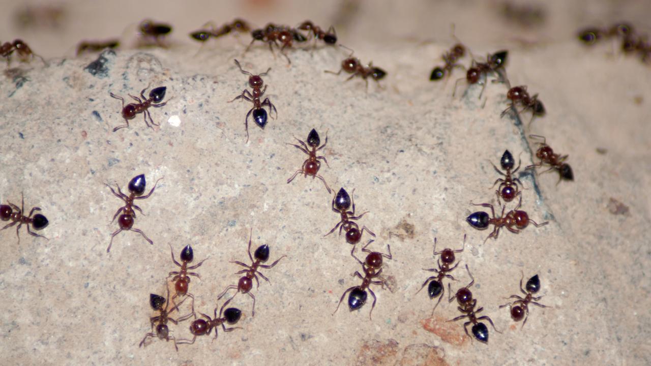portugisisk Krage rolle Sådan slipper du af med myrer, der er flyttet ind i dit hus | Samvirke