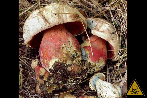 Turist Optøjer voks Guide til svampejagt – Hvilke er giftige og hvilke kan spises? | Samvirke