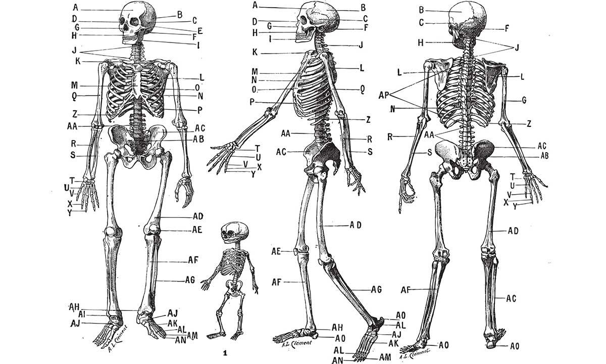 skelet der viser forskellige slags kroppe