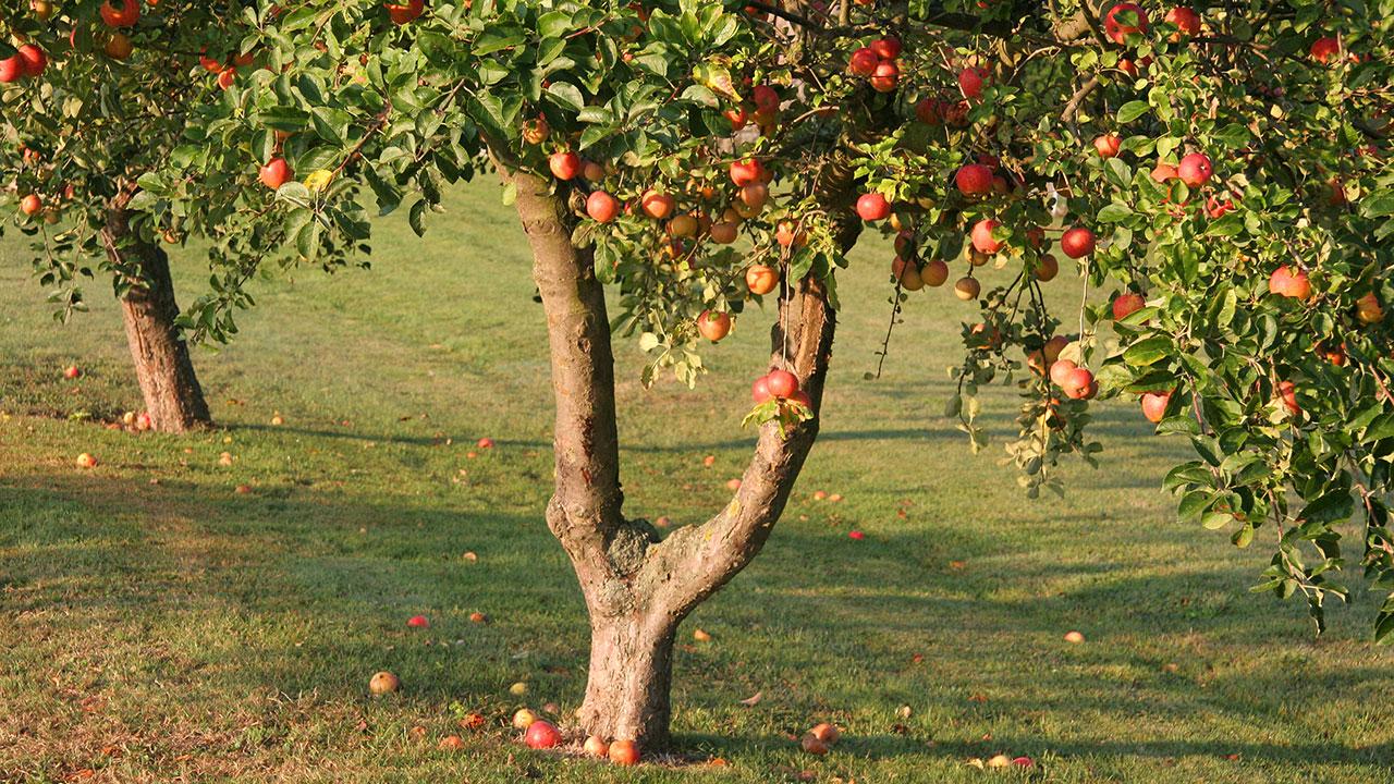 Æbletræ i have