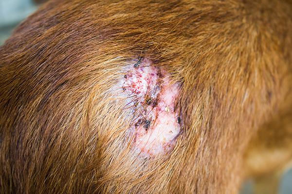 Anholdelse Ved forbruger Tjek din hund eller kat for kræft | Samvirke