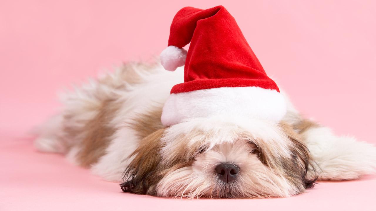 Sådan får hunden sikkert gennem julen | Samvirke