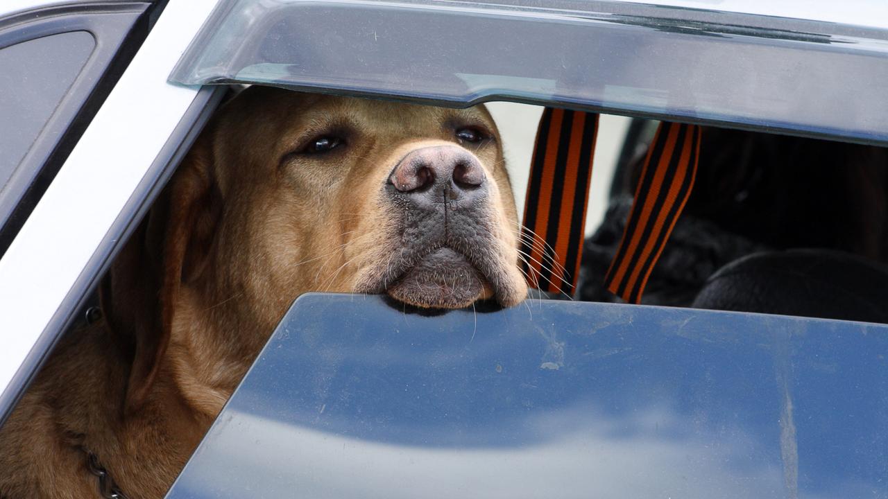 skæg Saga bliver nervøs Spænd hunden fast på køreturen | Samvirke