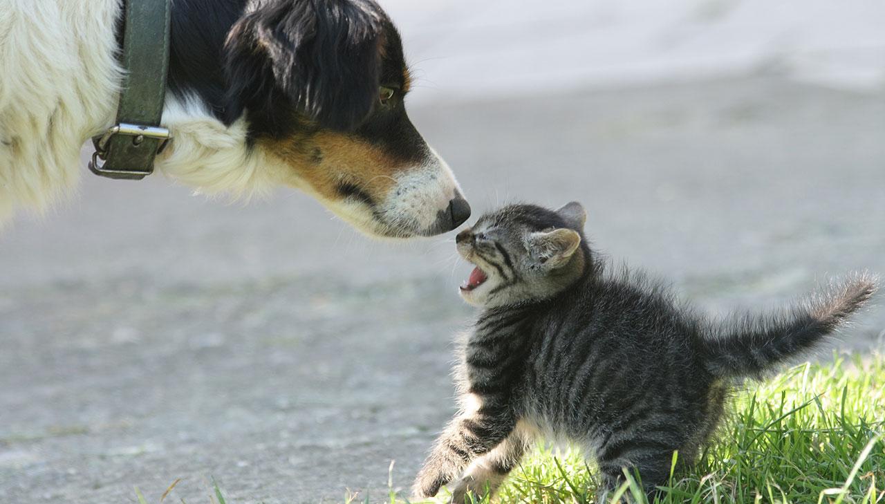 Fortryd Hound konstant Sådan får du din hund og kat til at enes | Samvirke