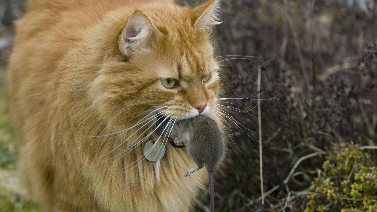 langhåret kat går med en død mus i munden