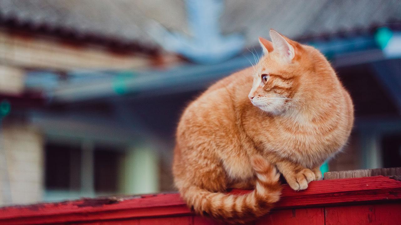 Sådan lærer du din kat at komme, når du kalder Samvirke bilde