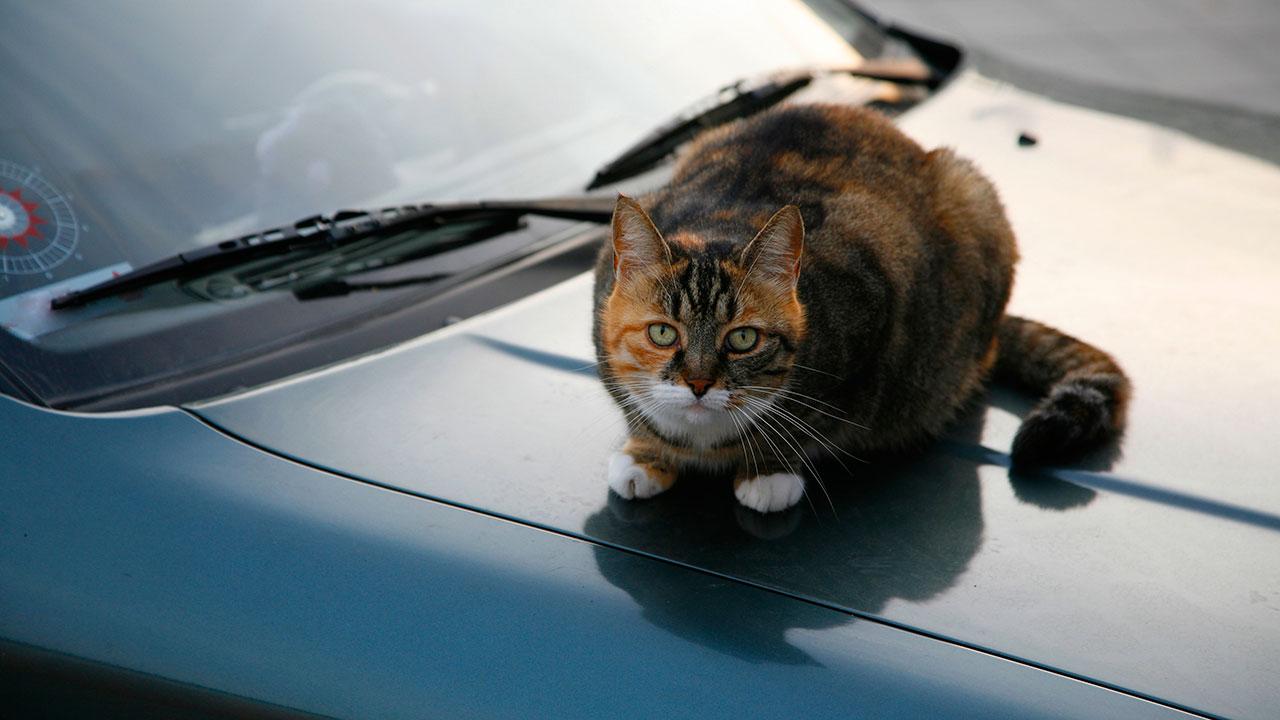 kat på køleren af en bil