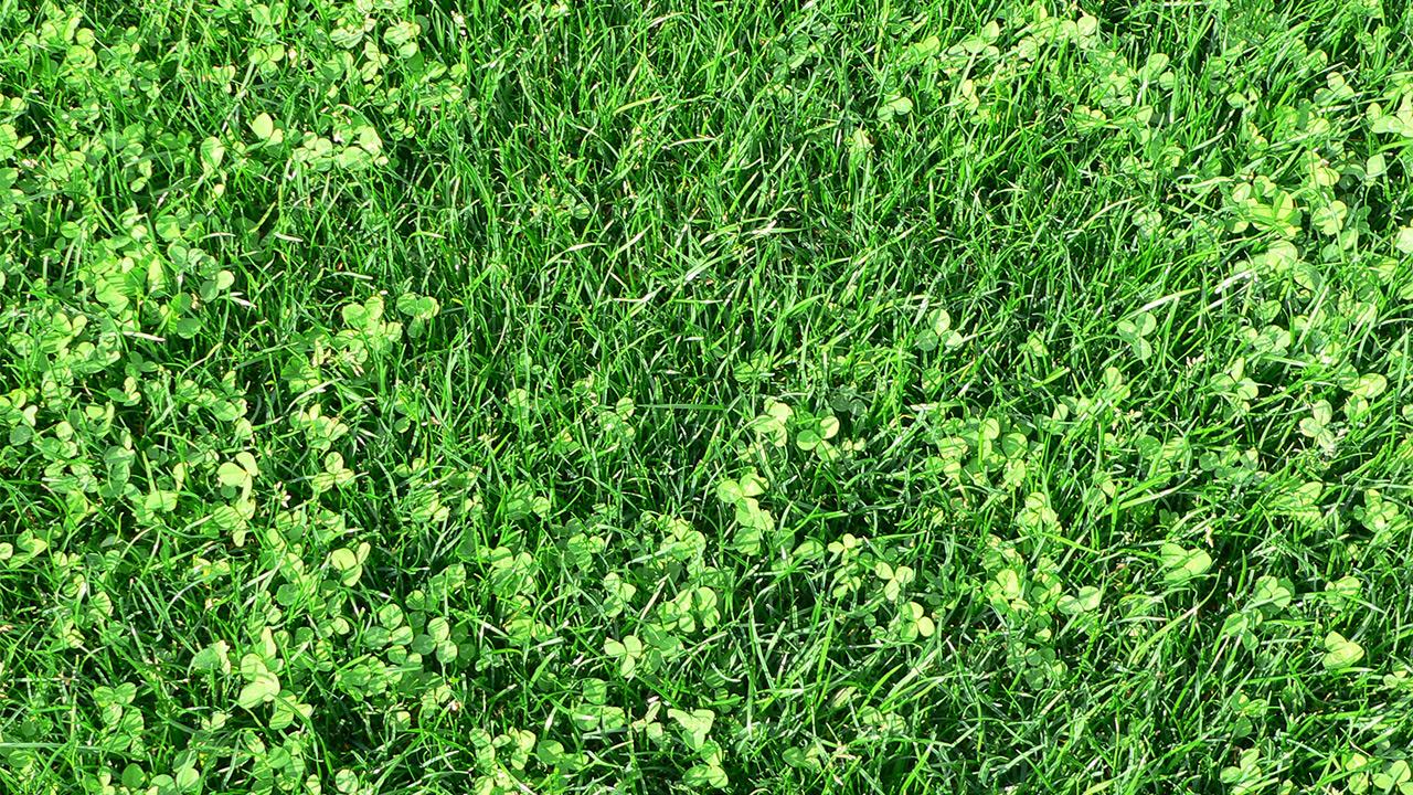 Nærbillede af græsplæne med mikrokløver