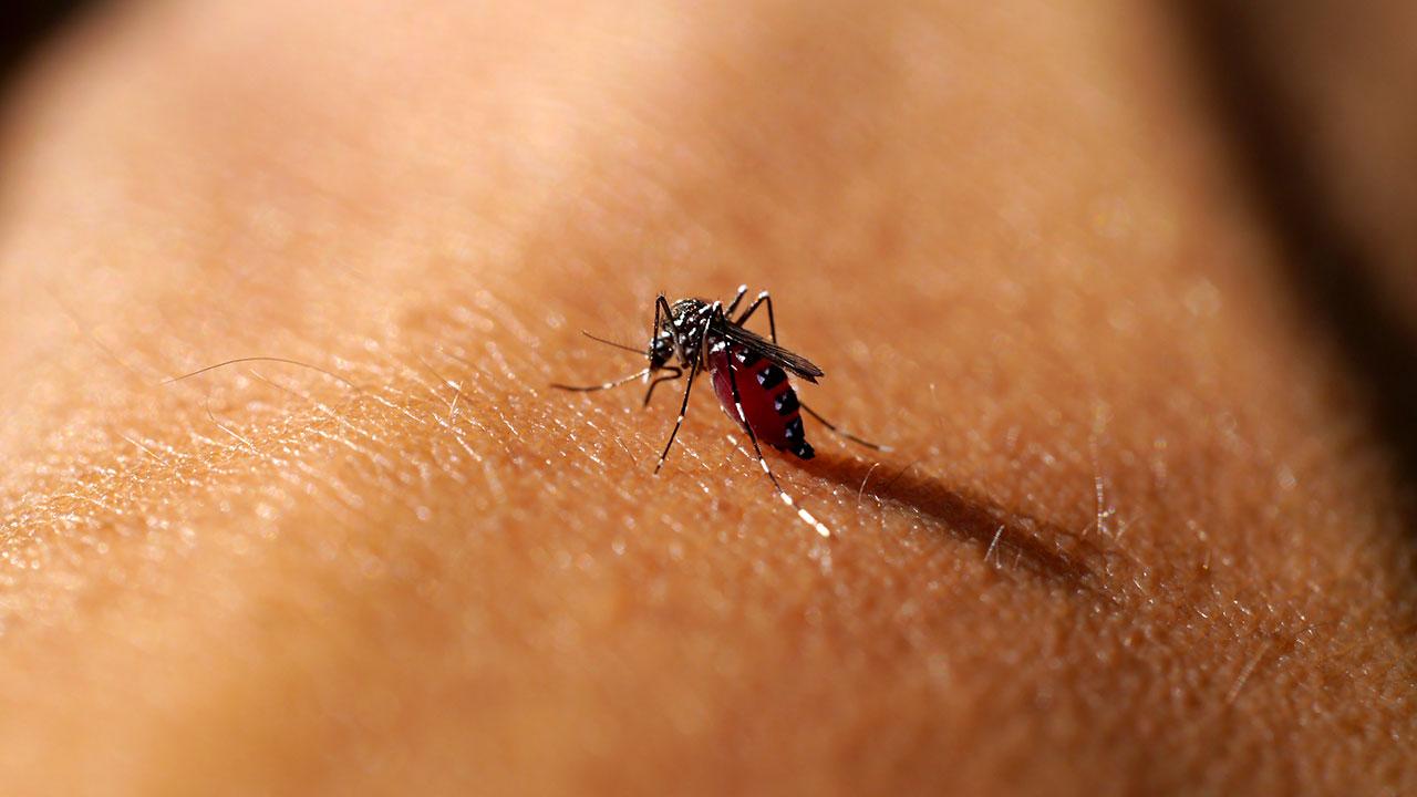 undgår du myg i haven | Samvirke