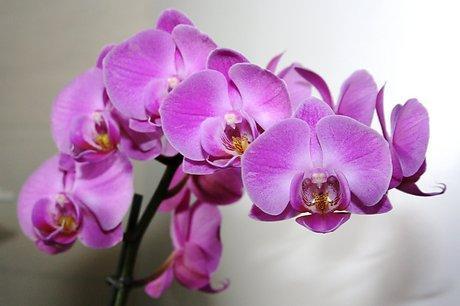 Pink orkide