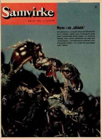 Samvirke (01.08.1971)