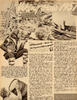 Viking anno 1957