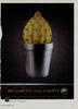 Hooch Lemon - en rigtig kradser 