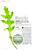 Rucola 