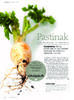 Pastinak 