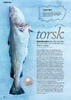 Torsk